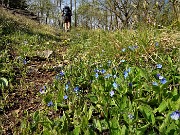 37 Fiorellini di  Veronica persica